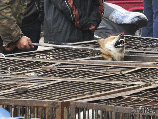 Killing dog