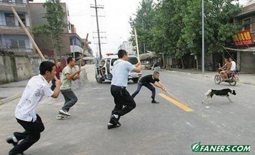 chinese kill dog