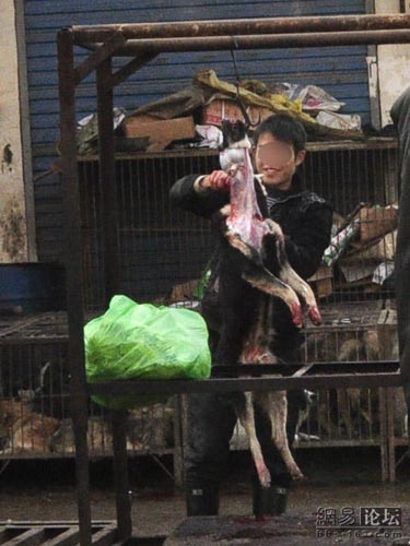 Dog meat