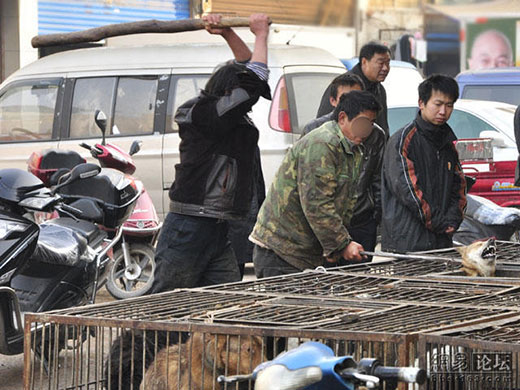 Killing dogs