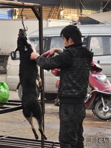 Kill dog on street
