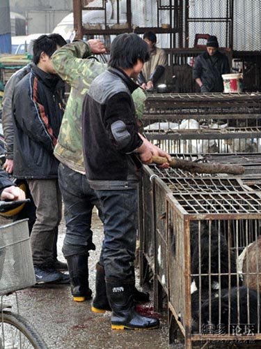 Kill dogs