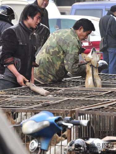 Dog meat