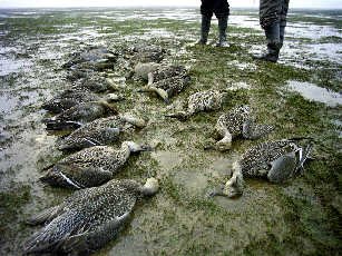 polluted victims
